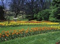 Tulip Garden Royalty Free Stock Photo