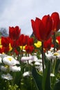 Tulip garden