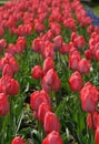 Tulip Garden