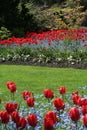 Tulip garden