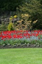 Tulip garden