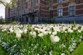 Tulip garden around the Rijksmuseum