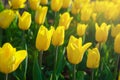 Tulip garden blooming in Spring with focus on one with bright purple petals