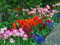 Tulip garden