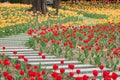Tulip garden Royalty Free Stock Photo