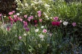 Tulip garden in the foothills of the Sierra Nevada Mountains