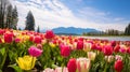 Tulip garden in full bloom beside a lake during spring