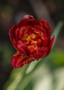 Tulip garden this morning on green background. Nature background. . Summer green garden. Spring background. Colorful set Royalty Free Stock Photo