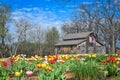 Tulip Garden with Patriotic Quilt Barn in Back - Beloit, WI