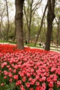 Tulip garden with red, and pink tulips under trees in a big garden