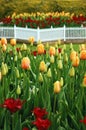 Tulipán jardín en la primavera 