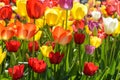 Tulip Garden Royalty Free Stock Photo