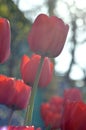 Flowering tulips in the spring