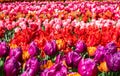 tulip gesneriana, from the family Liliaceae, colorful, vilet, yellow and red flowers in the Keukenhof Flower Park, Holland, Royalty Free Stock Photo