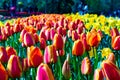 tulip gesneriana, family Liliaceae, orange and yellow flower field in Keukenhof Flower Park, Holland, Nederland Royalty Free Stock Photo