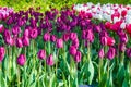 tulip gesneriana, purple flowers in Keukenhof Flower Park, Holland, Nederland Royalty Free Stock Photo