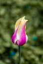 Tulip on green background Royalty Free Stock Photo