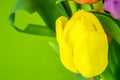 Tulip on green background Royalty Free Stock Photo
