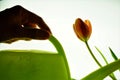 Tulip with green watering can. Tulips as a Dutch flower. Royalty Free Stock Photo
