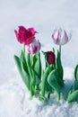 Tulip growing out of snow. Abnormal weather conditions in spring Royalty Free Stock Photo