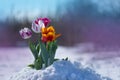 Tulip growing out of snow. Abnormal weather conditions in spring Royalty Free Stock Photo