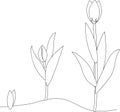 Tulip growth stage. Coloring