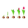 Tulip growth stage. Plant growth and development