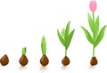 Tulip growth stage
