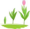 Tulip growth stage