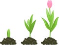 Tulip growth stage