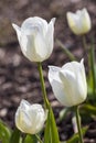 Tulip `Gwen` Royalty Free Stock Photo