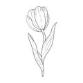 Tulip hand drawn outline drawing.Black and white image.Stylized image of a Tulip flower.One Tulip isolated on a white background..