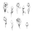 Tulip is a hand drawn set of Tulip branches. Sketch. 9 flowers isolated on white background. Vintage illustration. graphics Royalty Free Stock Photo