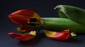 The tulip has faded Royalty Free Stock Photo