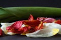 The tulip has faded Royalty Free Stock Photo