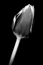 Tulip head in black and white Royalty Free Stock Photo