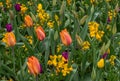 Tulip heads and buds together