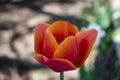 Tulip in a home garden closeup Royalty Free Stock Photo