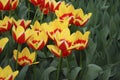 Tulip Hot Honey Rag Triumph Group grown in flowerbed.