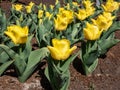 Tulip Ice Lolly blooming with bright yellow flowers with shades of hot red at the base in the garden Royalty Free Stock Photo