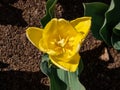 Tulip Ice Lolly blooming with bright yellow flowers with shades of hot red at the base in the garden Royalty Free Stock Photo