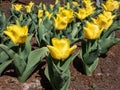 Tulip Ice Lolly blooming with bright yellow flowers with shades of hot red at the base in the garden in sunlight in spring Royalty Free Stock Photo