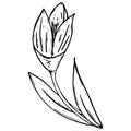 Tulip icon. Vector illustration of a tulip flower. Hand drawn tulip Royalty Free Stock Photo