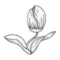 Tulip icon. Vector illustration of a tulip flower. Royalty Free Stock Photo