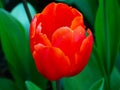 Tulip