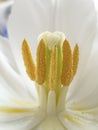 Tulip inflorescence macro photography. Stamen and pistil of blooming white tulip, close-up. Royalty Free Stock Photo