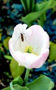Tulip and insect Royalty Free Stock Photo