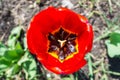 Tulip inside from top view Royalty Free Stock Photo