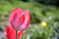 Tulip isolated, spring-blooming perennial herbaceous bulbiferous geophytes Royalty Free Stock Photo