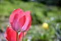 Tulip isolated, spring-blooming perennial herbaceous bulbiferous geophytes